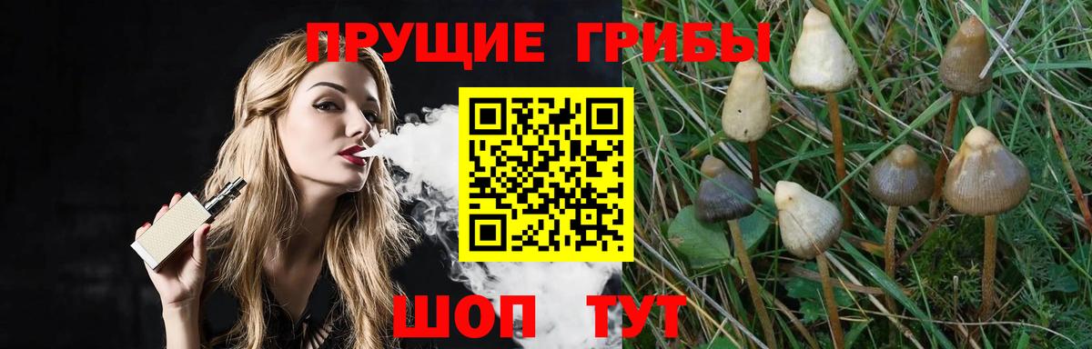 Можга  Псилоцибиновые грибы GOLDEN TEACHER  Вход с VPN 